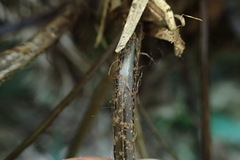 Asplenium neolaserpitiifolium