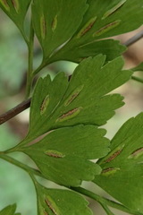 Asplenium neolaserpitiifolium
