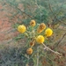 Acacia nilotica