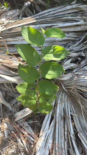 Trema micranthum, photograph 5