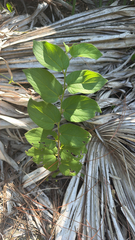 Trema micranthum, photograph (c) harrii, some rights reserved (CC BY)
