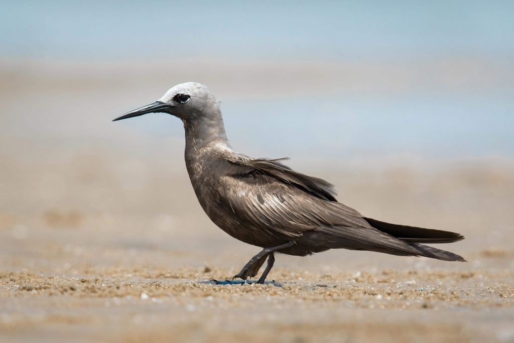 Lesser Noddy photo