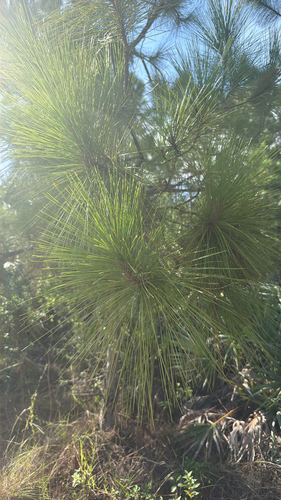 Pinus elliottii, photograph 6