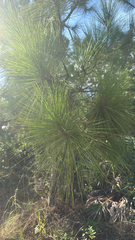 Pinus elliottii, photograph (c) harrii, some rights reserved (CC BY)