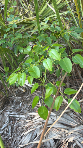 Metopium toxiferum, photograph 4