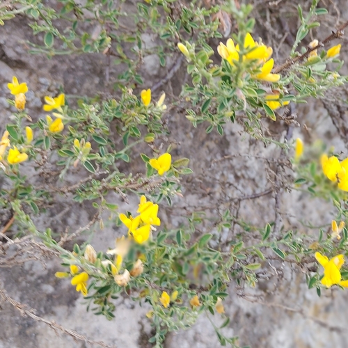 Genista pilosa, photograph 2