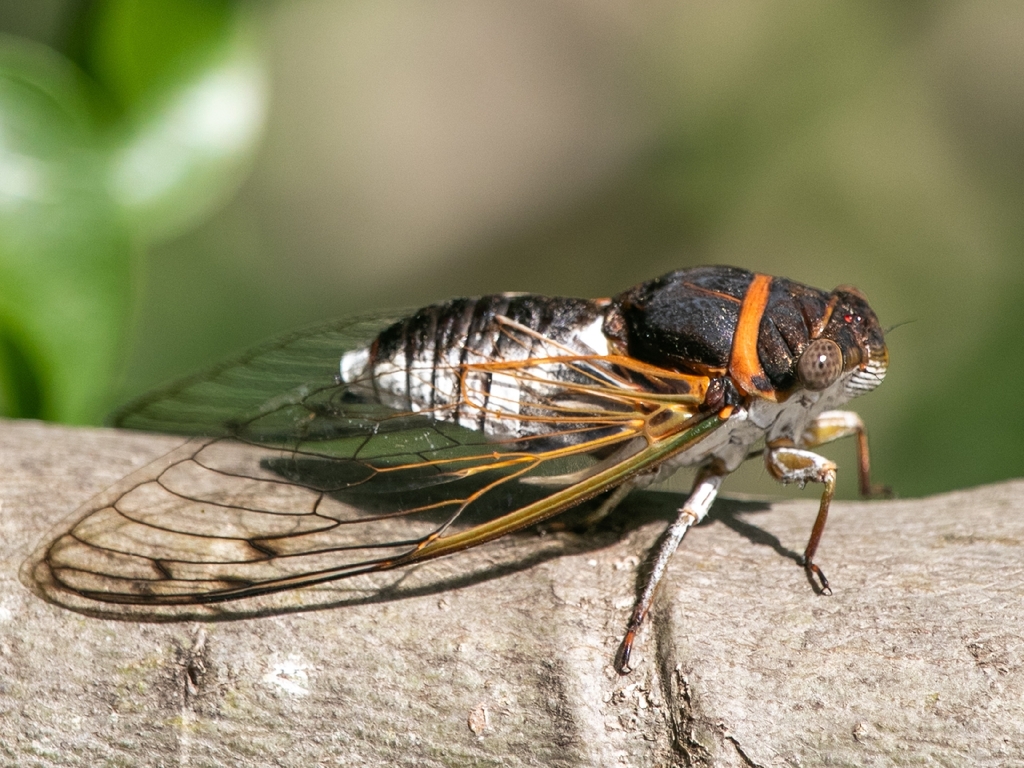 Grand Cayman Cicada