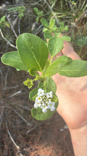 Lantana involucrata
