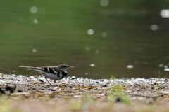 Dendronanthus indicus