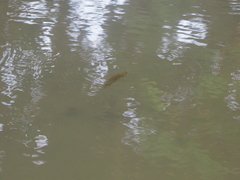 Trichopodus trichopterus