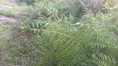 Pteridium caudatum
