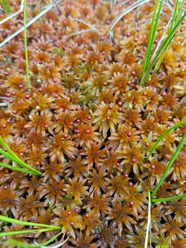 Lindberg's Sphagnum