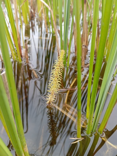 Common Mare's Tail