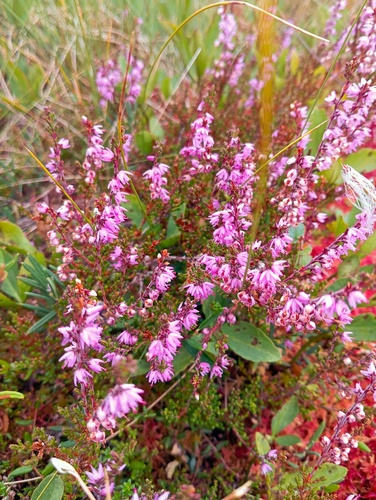 common heather