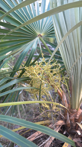 Coccothrinax argentata