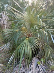 Coccothrinax argentata, photograph (c) harrii, some rights reserved (CC BY)