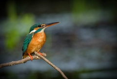 Alcedo atthis