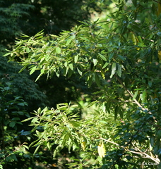 Pittosporum undulatum