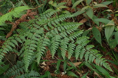 Davallia divaricata