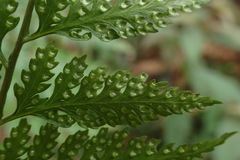 Davallia divaricata