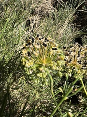 Allium victorialis, photograph author not stated, no rights reserved