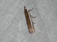 Crambus quinquareatus
