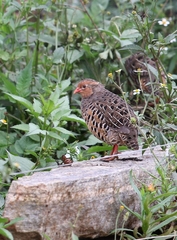 Perdicula erythrorhyncha