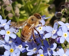 Apis mellifera