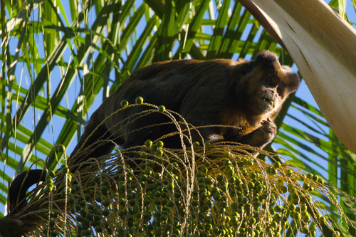 Black capuchin