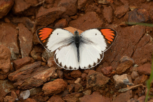 Bushveld Orange Tip