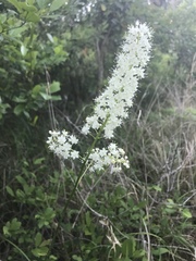 Stenanthium texanum