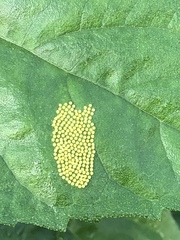 Ophraella communa