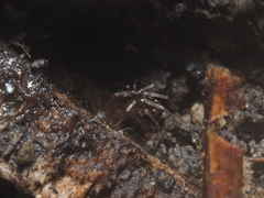 Oedignatha scrobiculata