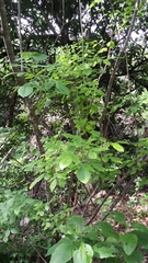 Ptelea trifoliata mollis