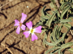 Malcolmia littorea