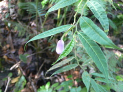 Burmeistera cylindrocarpa