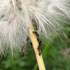 Crematogaster auberti