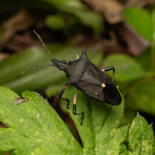 Black Stink Bug