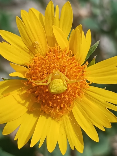 Heather crab spider
