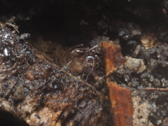 Oedignatha scrobiculata