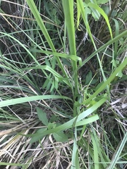 Stenanthium texanum