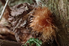 Davallia divaricata