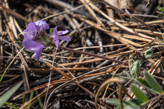 Gueldenstaedtia verna