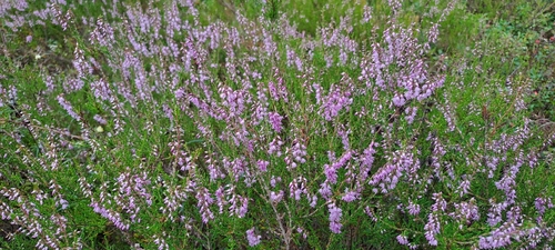 common heather