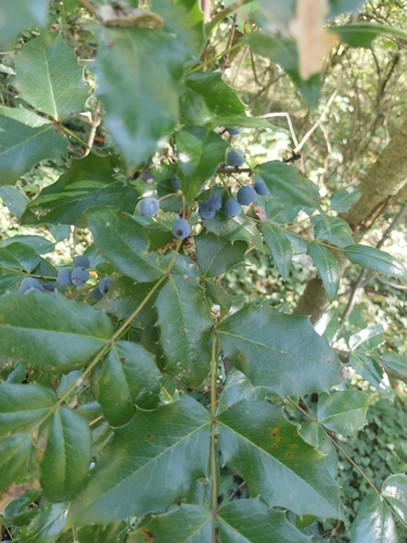 Oregon grape