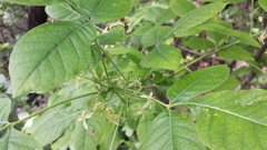 Ptelea trifoliata mollis