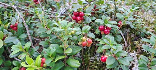 Lingonberry