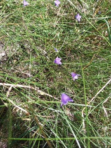 Common Harebell