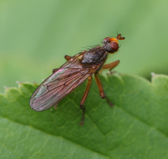 Scathophaga inquinata