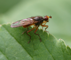 Scathophaga inquinata